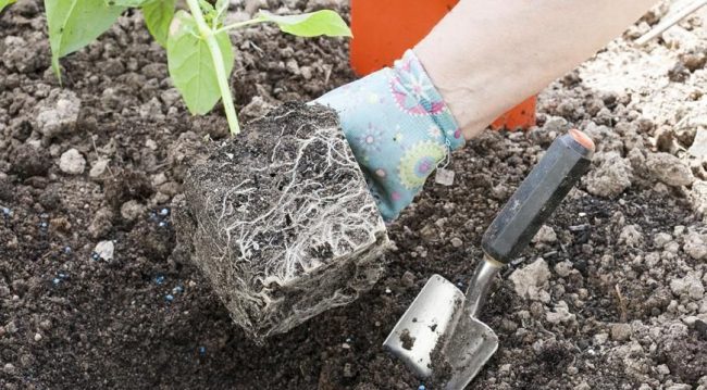 После появления корней мирабилис можно высаживать на клумбе После появления корней мирабилис можно высаживать на клумбе