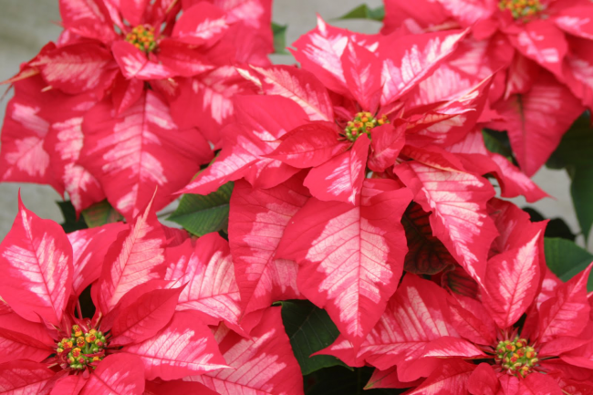Уже на следующую зиму после черенкования растение подарит вас рождественское цветение