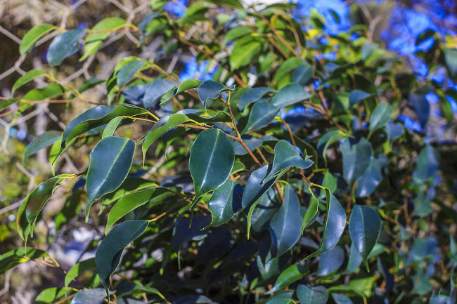 Фикус с темно-зелеными листьями - самый распространенный цветовой вариант такого растения