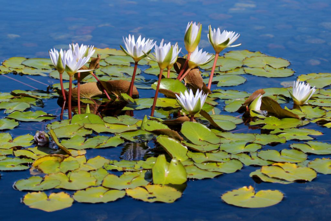 Существуют тропические и зимостойкие виды водяной лилии