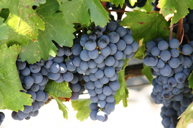 Неукрывной сорт винограда «Лисья ягода» очень богат содержанием сахара