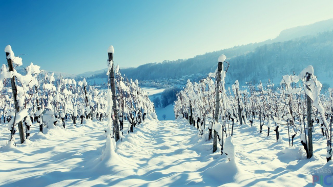 Существует большое количество технических сортов винограда с высокой морозоустойчивостью