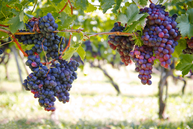 Ягоды винограда – мощнейший натуральный антиоксидант
