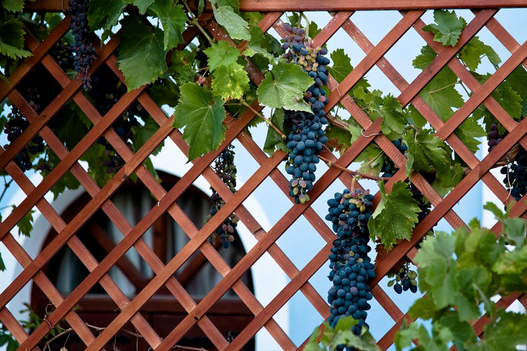Лучшие сорта неукрывного винограда: посадка и уход