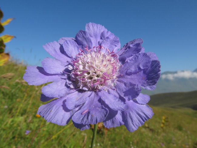 Кавказская скабиоза имеет очень большие красивые цветы