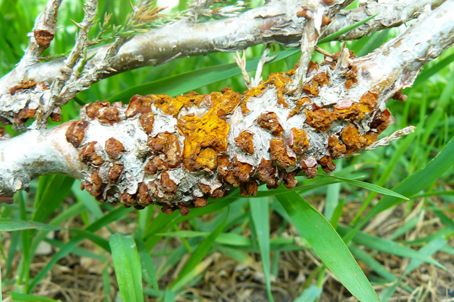 Одна из опасных болезней этого растения - ржавчина груши "Gymnosporangium sabinae".Если замечена такая болезнь, побеги необходимо удалить