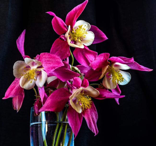 Эти цветы украсят не только ваш двор, но и будут эффектно выглядеть в вазоне дополняя интерьер вашего дома