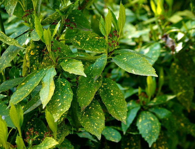 «Золотое дерево» аукуба: пятнистое чудо на вашем подоконнике и секреты ухода за ним