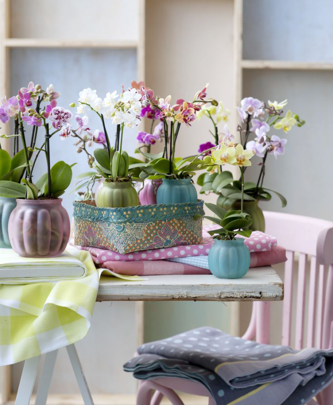 Орхидея, уход в домашних условиях с качественными пошаговыми фото