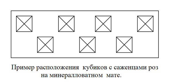 Образец расположения роз