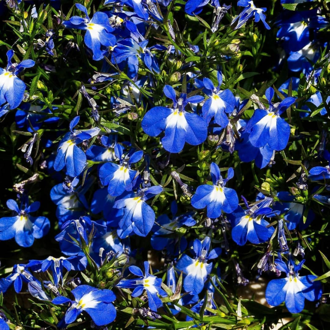 Цветы лобелии ярко-синего цвета с белыми пятнами у основания