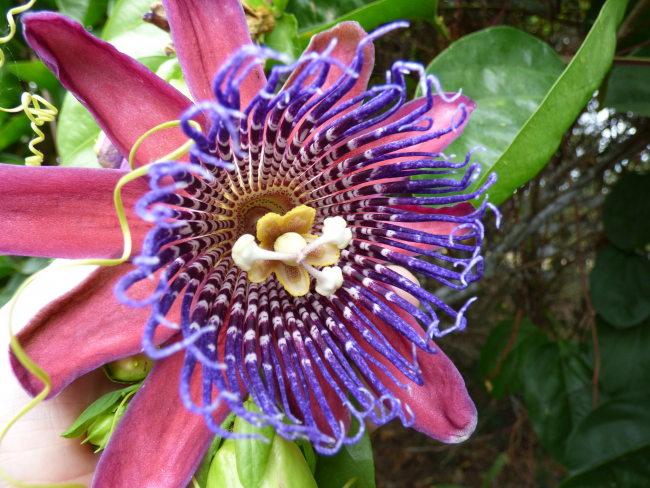 Пассифлора - не только красивый декоративный цветок, который выращивается дома, но и очень полезное растение