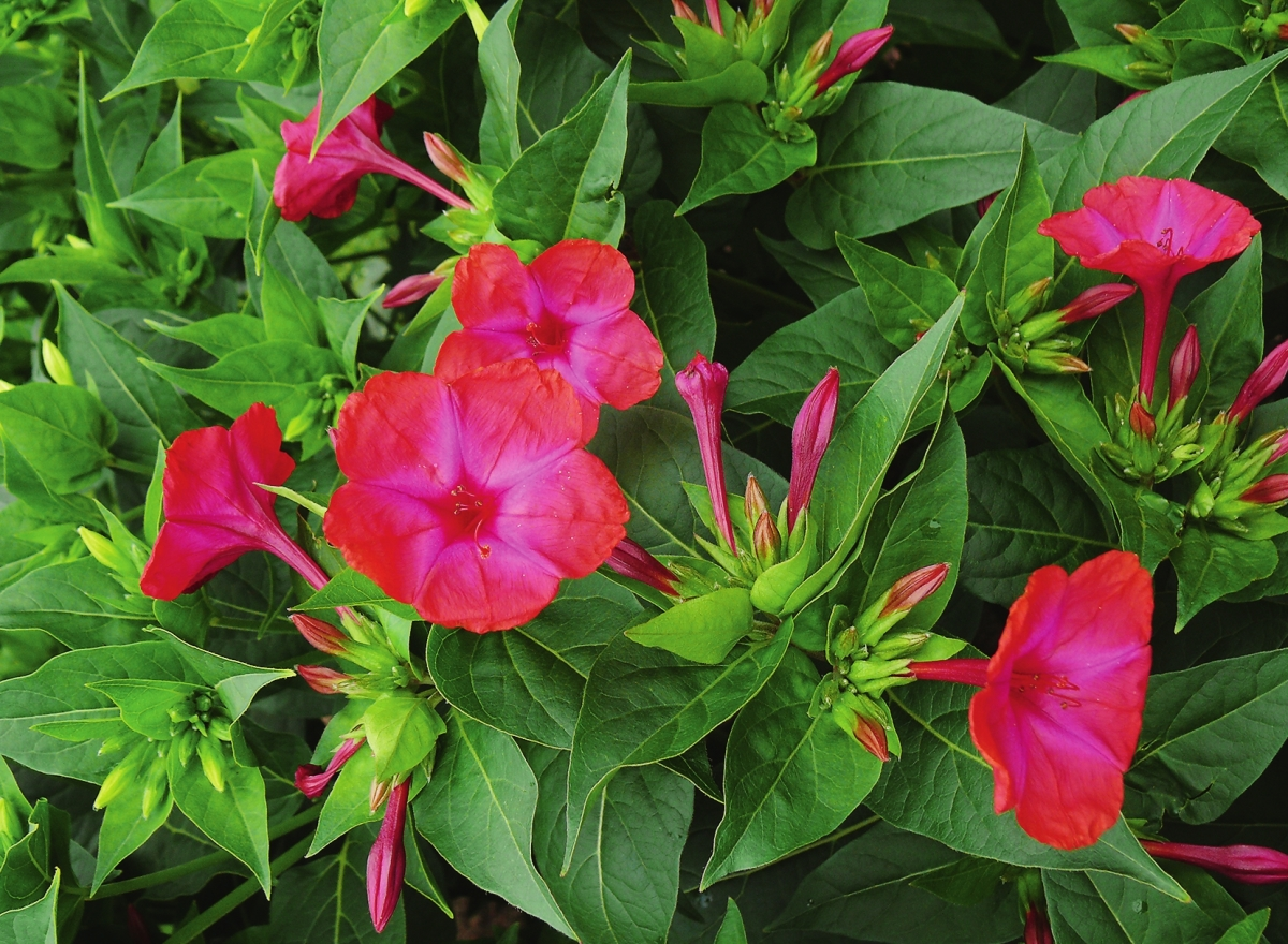 Цветы мирабилиса станут отличным украшением вашего сада