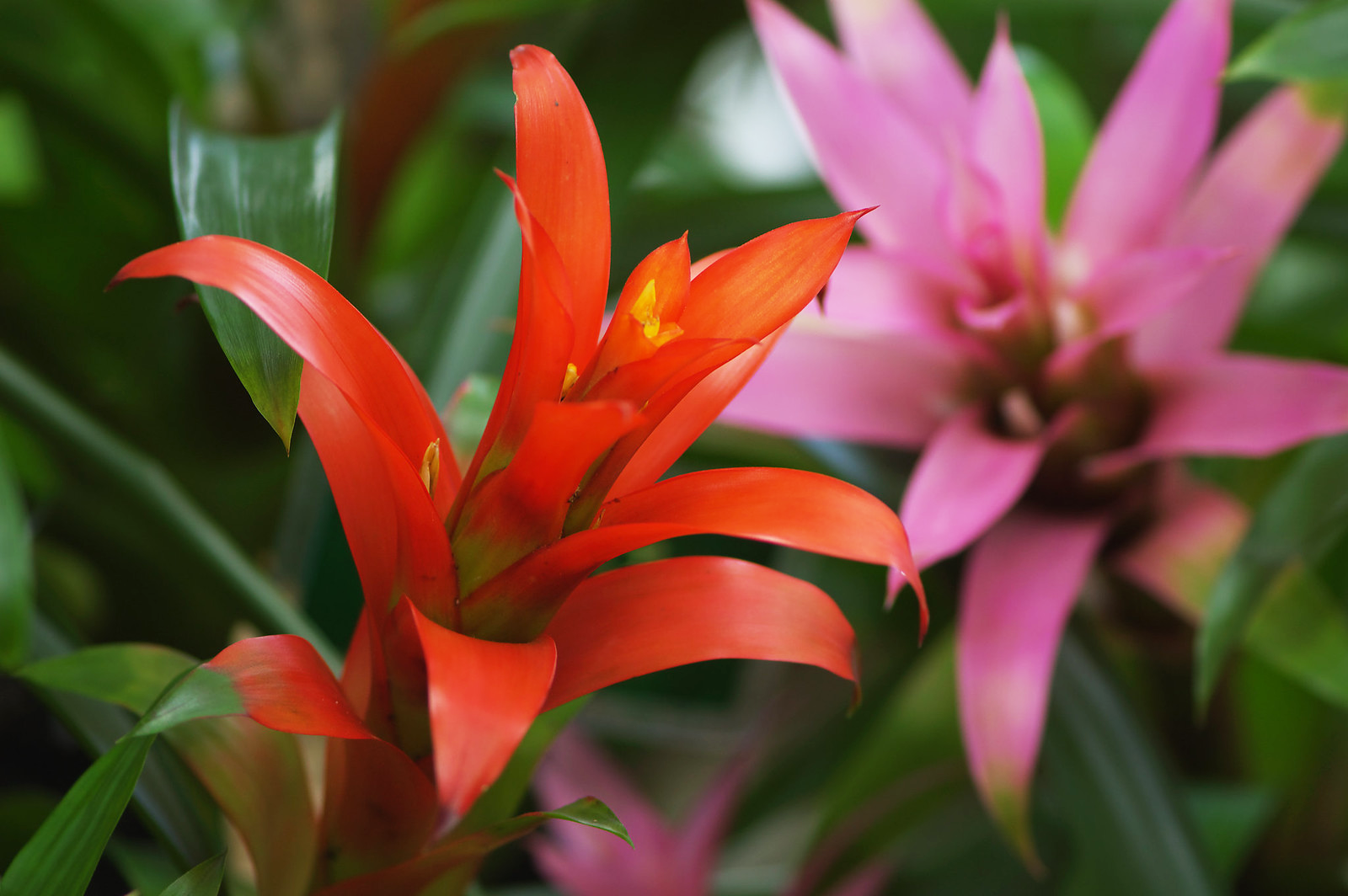 Гузмания - цветок, пришедший в наши широты из тропических лесов