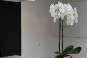 Фото 27 Как ухаживать за орхидеей в домашних условиях: хитрости для регулярного цветения и советы по уходу сразу после покупки