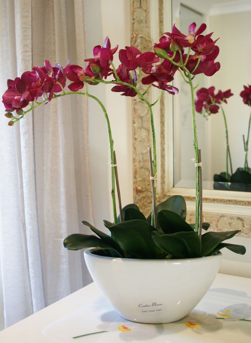 Орхидеи в квартире красная