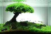 Фото 2 Оформление аквариума своими руками (53 фото): создаем подводное чудо