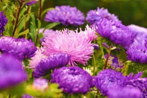 Астры: посадка и уход, разновидности с фото, особенности семян и сорта