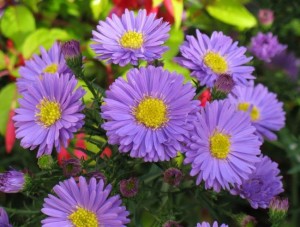 Астры: посадка и уход, разновидности с фото, особенности семян и сорта