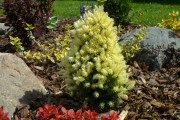 Фото 3 Канадская ель (44 фото): северная красавица в садах умеренных широт