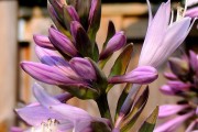 Фото 2 Цветок хоста (57 фото): красота и аромат в вашем саду