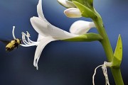 Фото 4 Цветок хоста (57 фото): красота и аромат в вашем саду