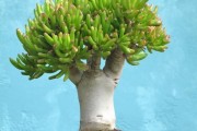 Фото 28 Денежное дерево (60 фото): как получить красивое и здоровое растение?