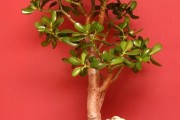 Фото 7 Денежное дерево (60 фото): как получить красивое и здоровое растение?