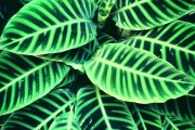 Фото 1 Маранта (48 фото): правила выращивания и ухода за «молитвенным растением»
