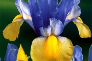 Фото 3 Цветы ирисы (89 фото): виды и их особенности, посадка и уход