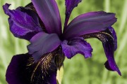 Фото 29 Цветы ирисы (89 фото): виды и их особенности, посадка и уход
