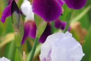 Фото 26 Цветы ирисы (89 фото): виды и их особенности, посадка и уход