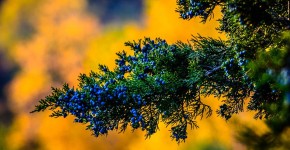 Хвойный красавец в саду — можжевельник (60 фото): посадка и уход за растением фото