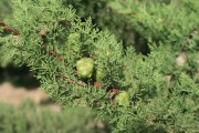Фото 24 Хвойный красавец в саду — можжевельник (60 фото): посадка и уход за растением