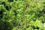 Фото 30 Хвойный красавец в саду — можжевельник (60 фото): посадка и уход за растением