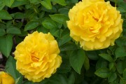 Фото 56 Роза флорибунда (100 фото): сорта, названия, посадка, уход, размножение