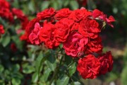 Фото 1 Роза флорибунда (100 фото): сорта, названия, посадка, уход, размножение