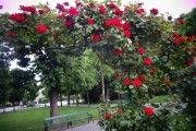 Фото 22 Роза флорибунда (100 фото): сорта, названия, посадка, уход, размножение