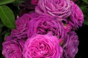 Фото 30 Роза флорибунда (100 фото): сорта, названия, посадка, уход, размножение