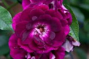 Фото 39 Роза флорибунда (100 фото): сорта, названия, посадка, уход, размножение
