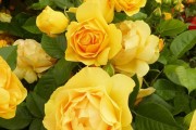 Фото 2 Роза флорибунда (100 фото): сорта, названия, посадка, уход, размножение