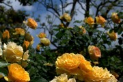 Фото 46 Роза флорибунда (100 фото): сорта, названия, посадка, уход, размножение