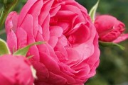 Фото 49 Роза флорибунда (100 фото): сорта, названия, посадка, уход, размножение