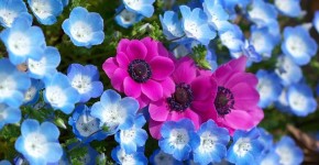 Анемоны, посадка и уход (50 фото): как вырастить хрупкий цветок-неженку фото