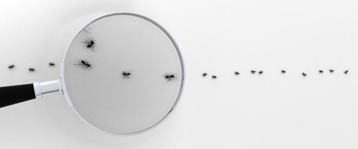 Как избавиться от муравьев в частном доме: обзор методов борьбы, видео