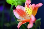 Фото 27 Альстромерия (50 фото): яркая и привлекательная лилия инков