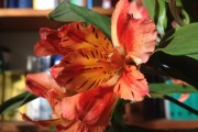 Фото 14 Альстромерия (50 фото): яркая и привлекательная лилия инков
