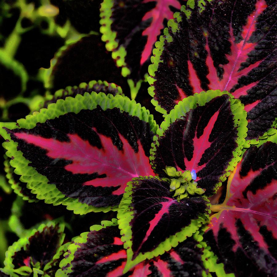 комнатные растения с цветными листьями фото