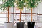 Фото 5 Комнатное растение бамбук (48 фото): уход и размножение
