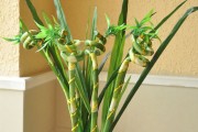 Фото 22 Комнатное растение бамбук (48 фото): уход и размножение